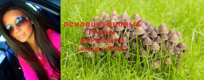 Галлюциногенные грибы Magic Shrooms  Сольцы 